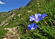 48 Lino celeste (Linum alpinum)
